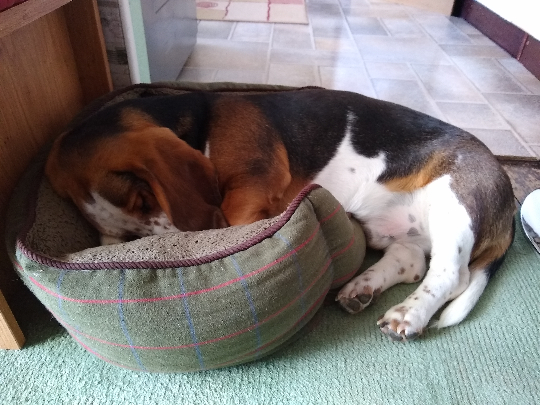 A photo of a basset hound half in a dog bed, sleeping.