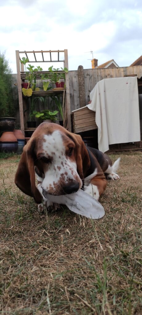 A photo of a basset hound eating ice on the grass.